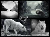 /album/secret-singing-wolves/images-allu-kopie-2-jpg/